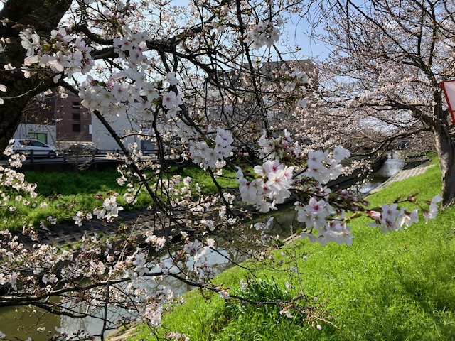 千本桜の花をズームした写真
