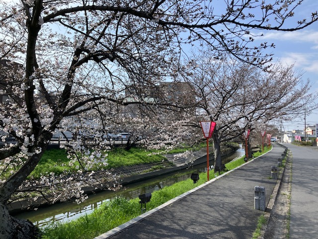 高田川の道路沿いに咲く5分咲きの桜