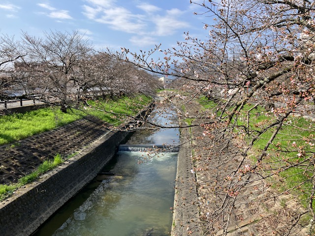 高田川沿いに咲く桜、つぼみが多いですが、ピンクの色をつけ始めました