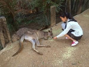 カンガルーに餌をあげている女の子の写真