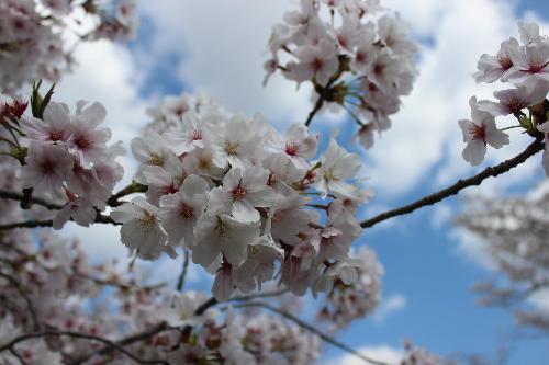 4月4日時点の高田千本桜開花写真