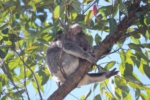 ユーカリの木の枝で休憩するコアラの写真