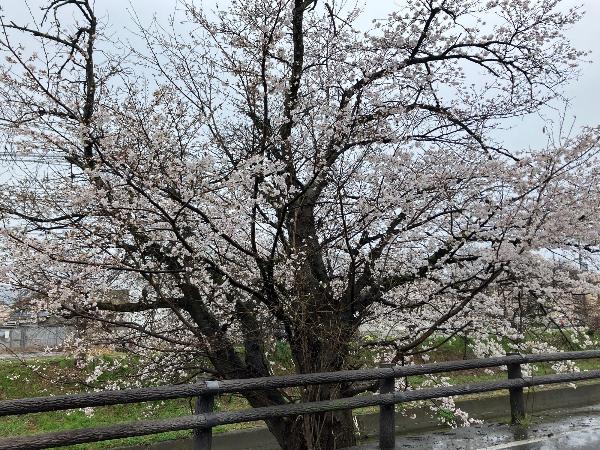 5分咲きの高田千本桜