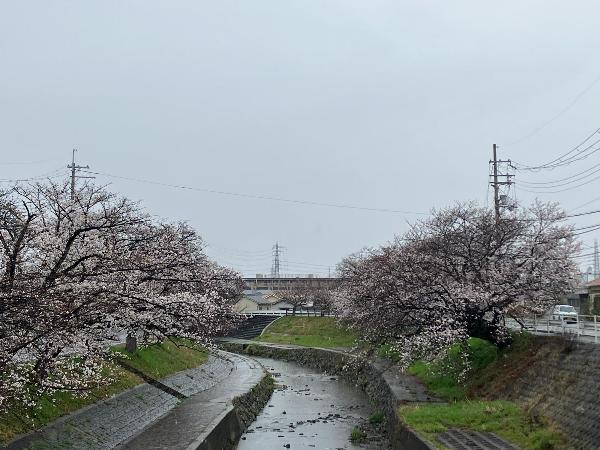 5分咲きの高田千本桜