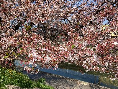 葉桜が出てきた千本桜写真