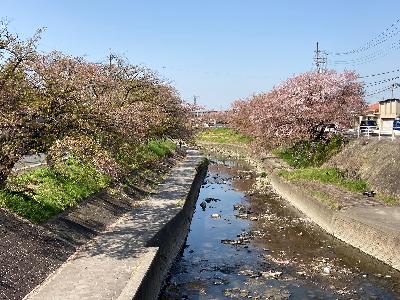 葉桜が増えてきた高田千本桜