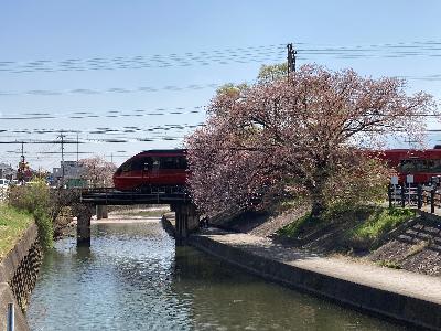 近鉄大阪線付近の千本桜写真