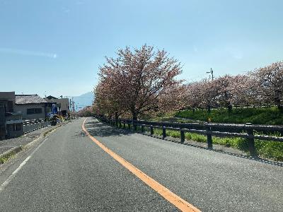 高田川沿い道路から見た高田千本桜