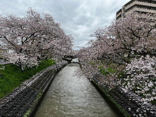 橋からみた桜