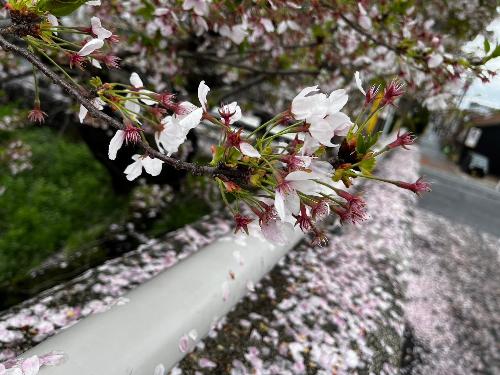 葉が目立ち始めた桜