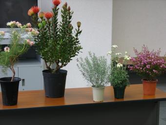 机の上に並べて置かれた5種類の鉢植えされた花の写真
