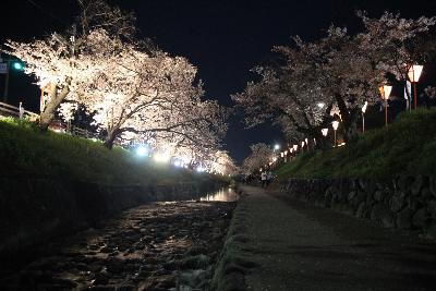 大中公園内の高田川のライトアップ写真