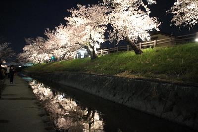 大中公園内の高田川のライトアップ写真2枚目