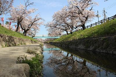 大中公園内の高田川から見た高田千本桜写真