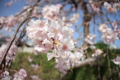 しだれ桜の拡大写真