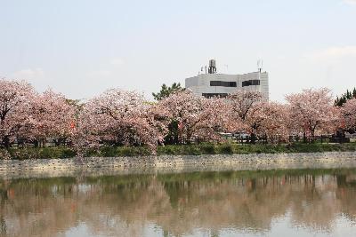 池に映りこむ散りはじめの桜