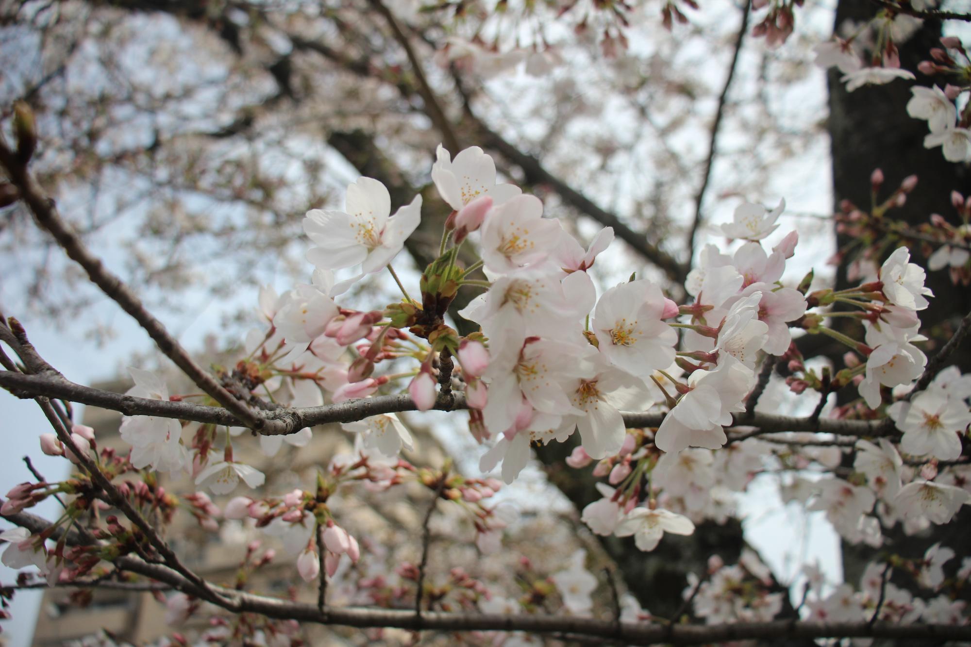 桜がピンク色に美しく花を咲かせているようす