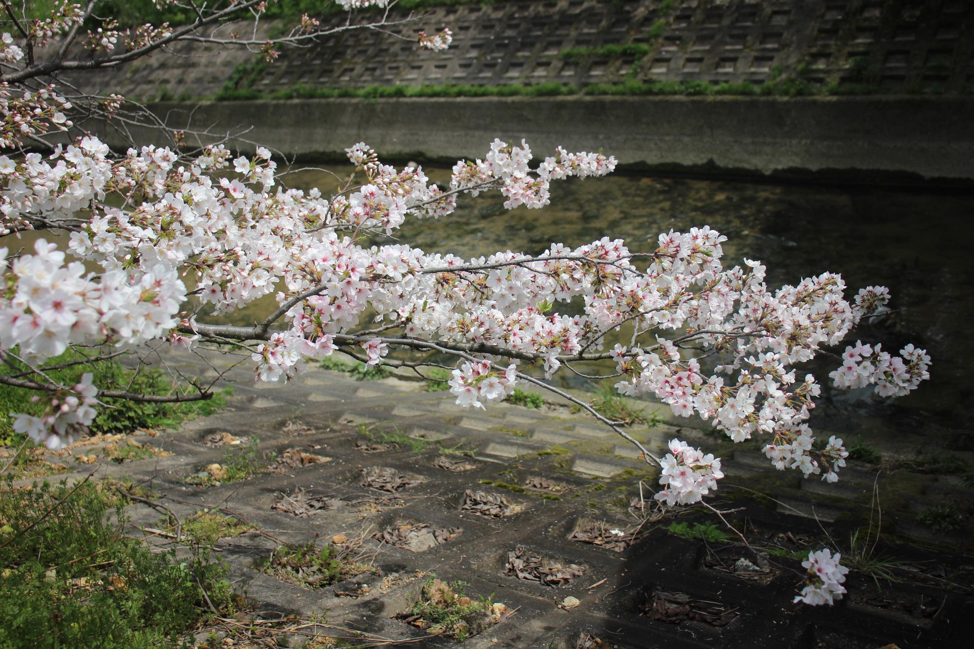 日当たりの良い箇所で桜が咲いているようす