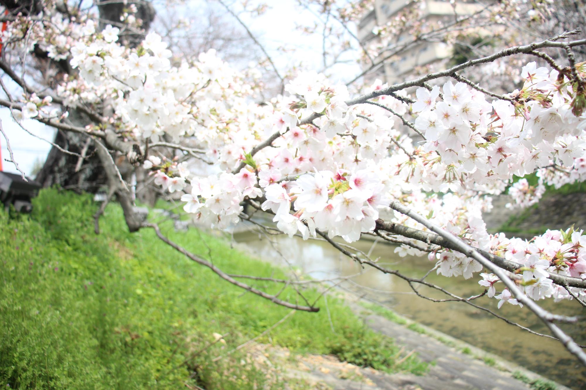 日に照らされた桜
