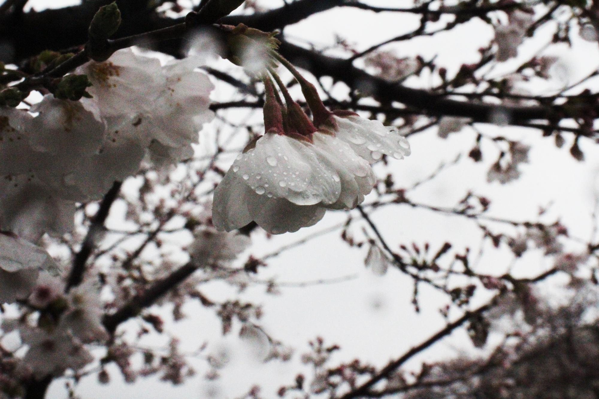 桜の花びらが雨にぬれているようす