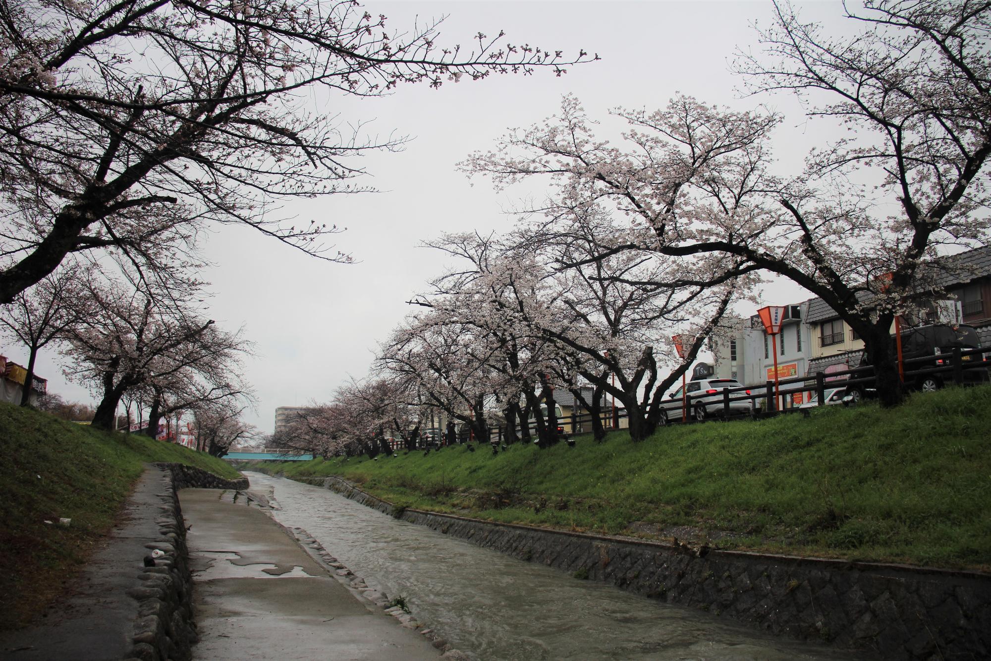 高田川沿いに咲く桜