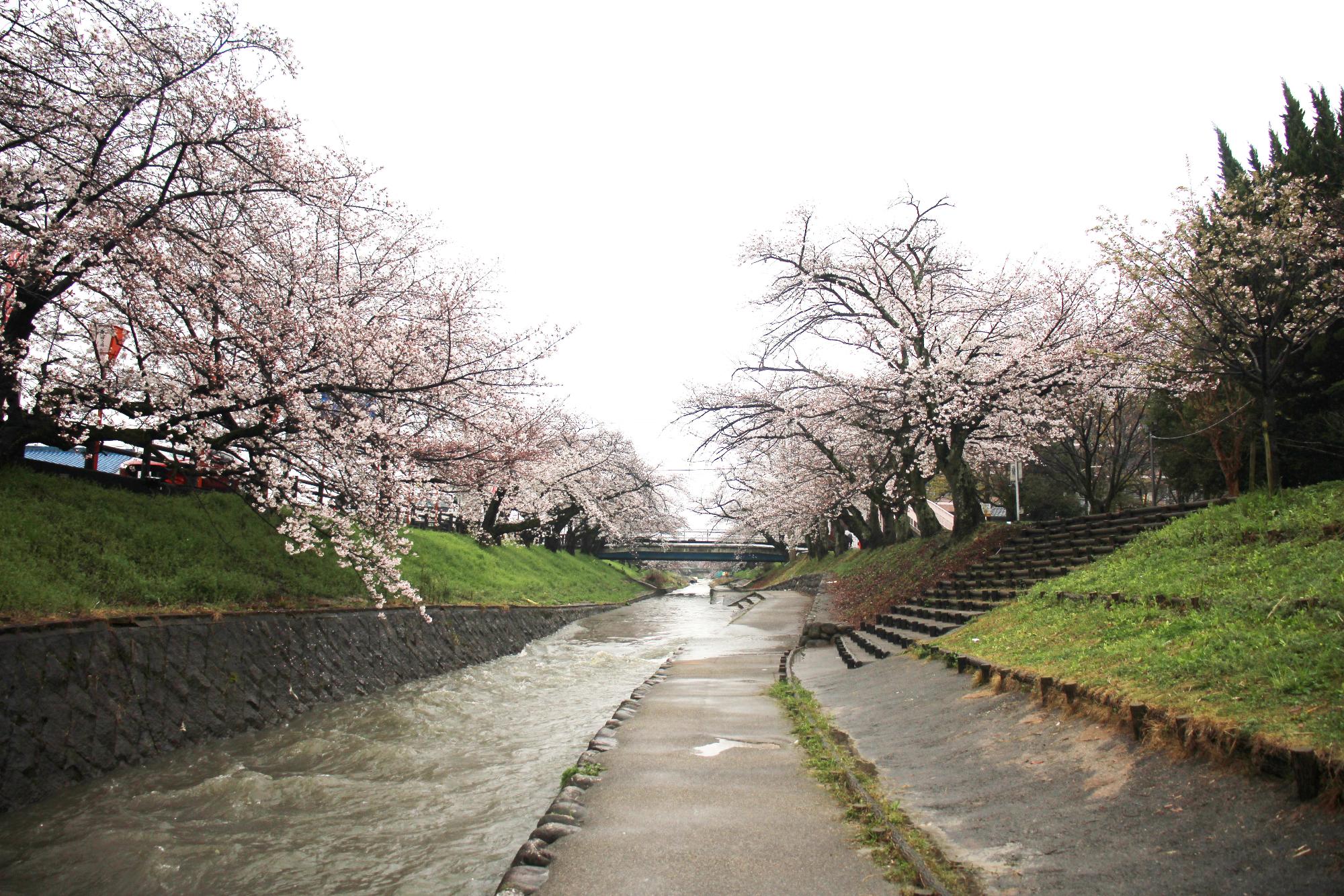 高田川沿いの桜