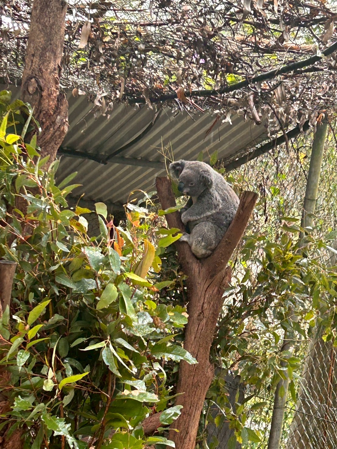 大和高田市からの派遣学生4名と、引率教師1名が、コアラケア病院を訪問し、たくさんのコアラが治療、看病されているのを見ました。