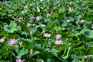 奥田捨篠池の蓮の花