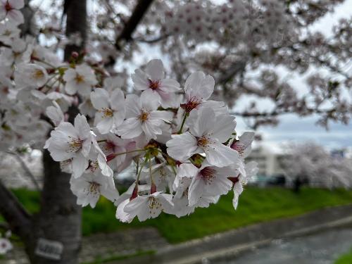 満開の桜