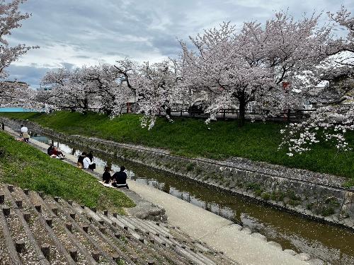 花見客で賑わう川辺