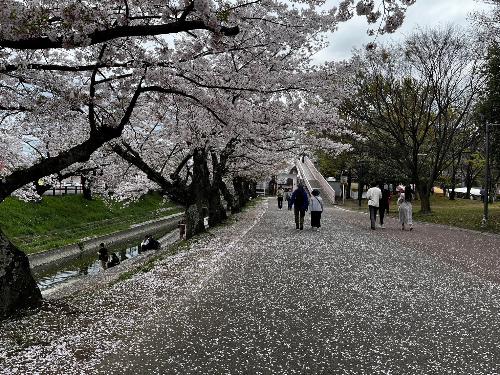 桜のじゅうたん