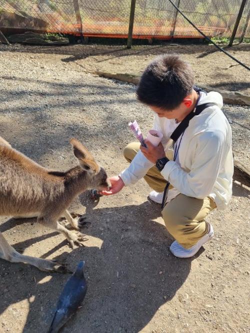 カンガルー