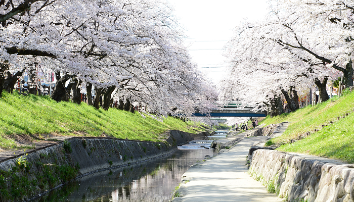 川の真ん中から見た、両岸に満開の高田川畔の桜の写真