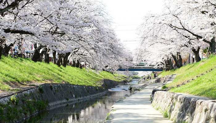 高田川畔からみた高田千本桜