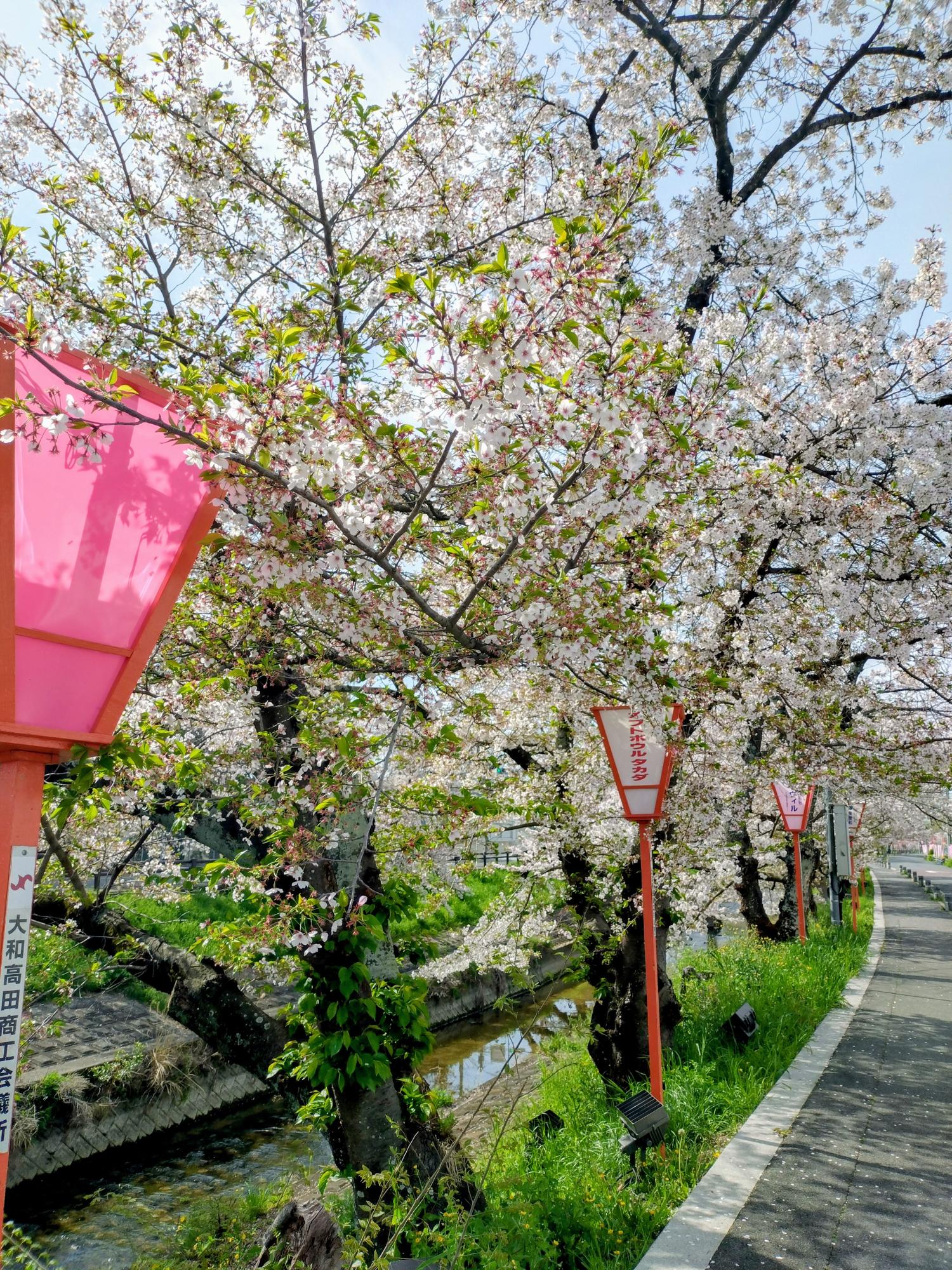 花びらが散り始め、葉がめだってきた桜