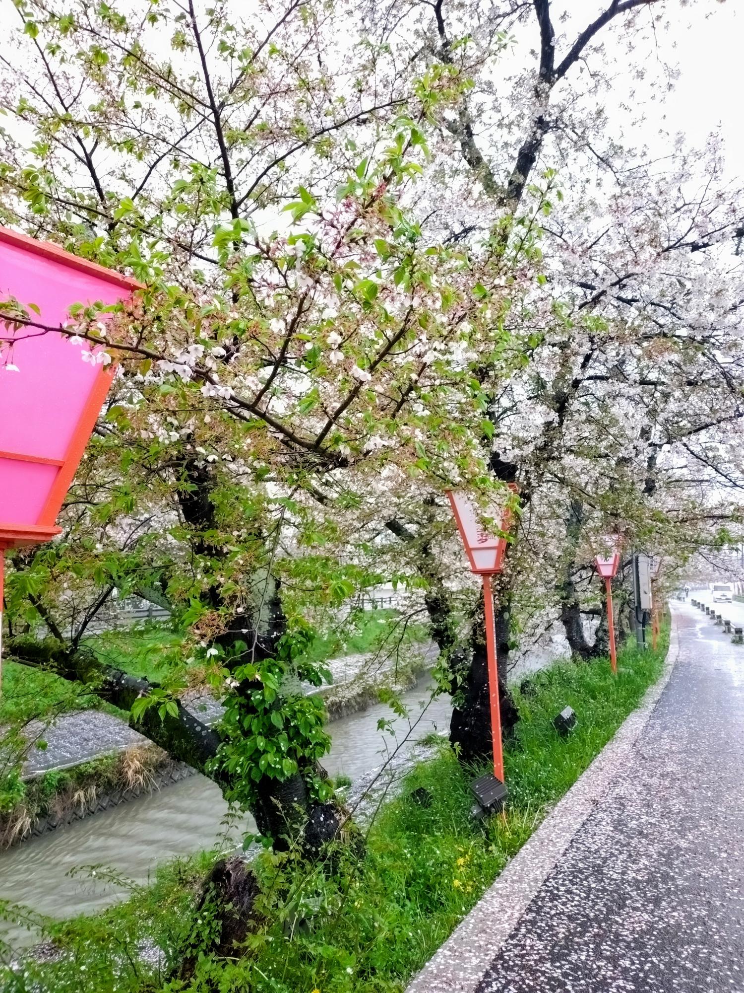 大雨で花びらがかなり散っている桜