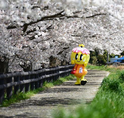 みくちゃんが桜の木の下の遊歩道を歩いている写真