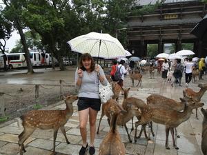 傘をさしたリズモー市の女子学生が沢山の鹿に囲まれて驚いている写真