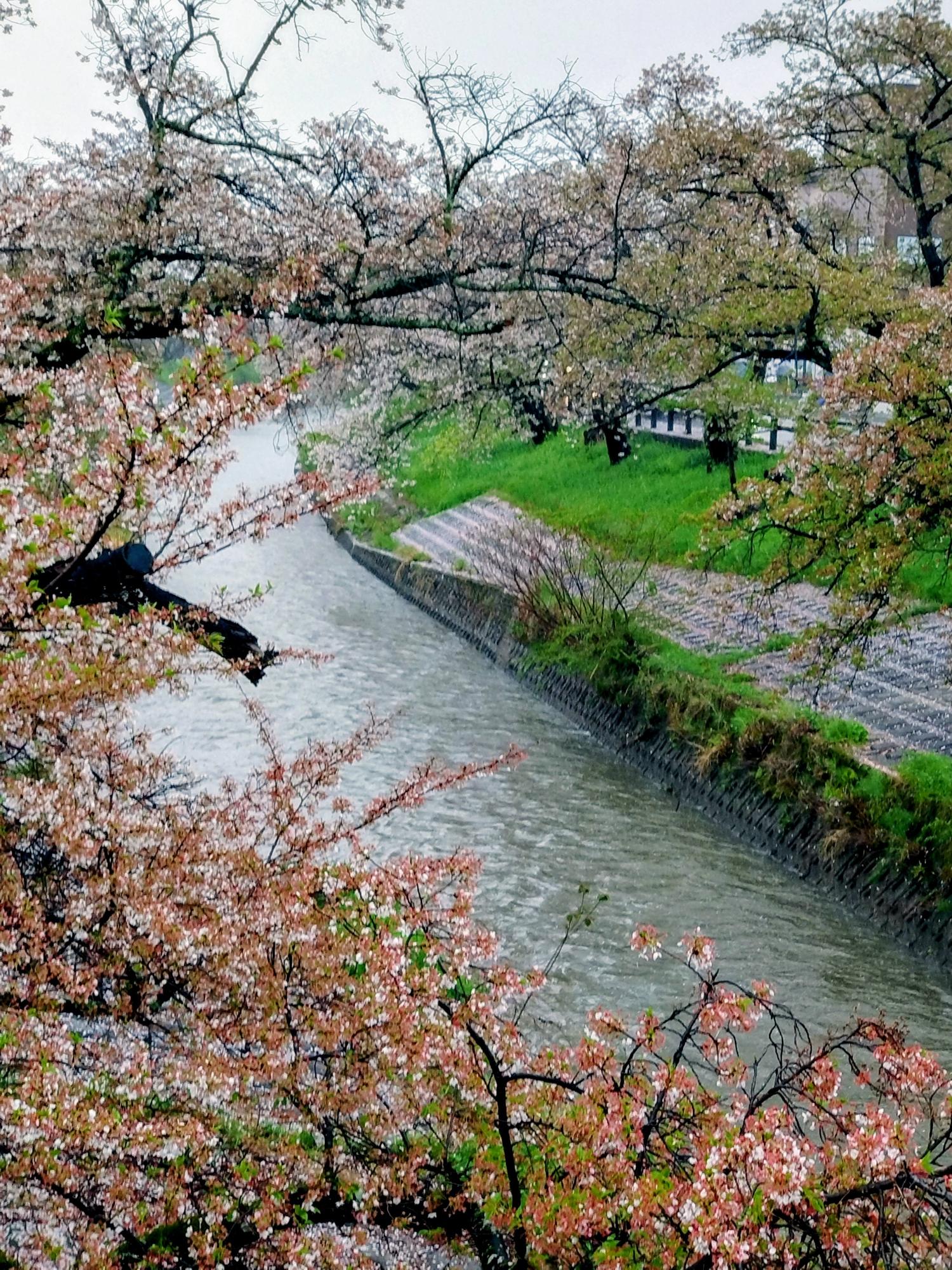 春の嵐で川も増水している 桜並木もかなり葉桜