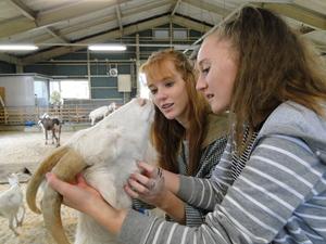 ヤギの角を触ったり喉を撫でたりしているリズモー市の女子学生2名の写真