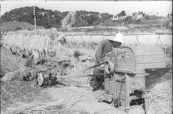 機械で稲を刈っている男性の後に、束にした稲をはぜ掛けしている白黒写真