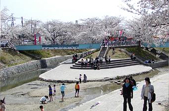 桜が満開の橋から川に降りられる階段の下で、水が抜かれた川で遊ぶ子供達とそれを見ている保護者の人達を写した写真