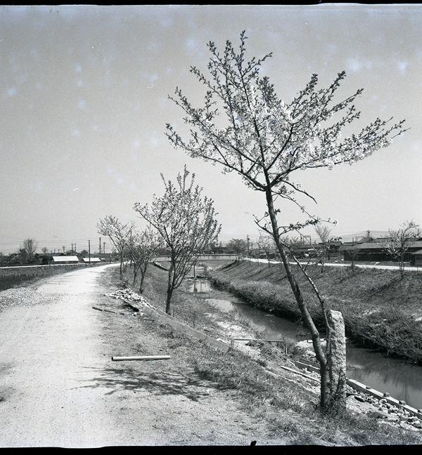 堤防沿いの植樹されたばかりの細い木が数本並んでいる白黒写真