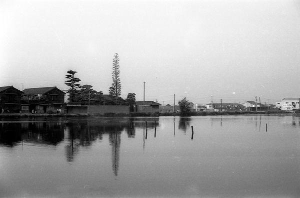 常光寺池の奥に民家が見え高い木が数本立っている白黒写真