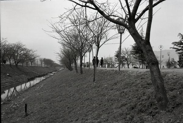 大中公園の植樹された桜の木々が並んでいる白黒写真