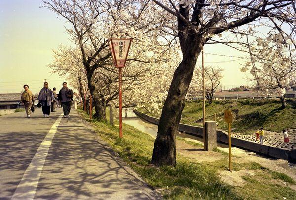 高田川横の道路に咲く桜並木を歩いている人達の写真