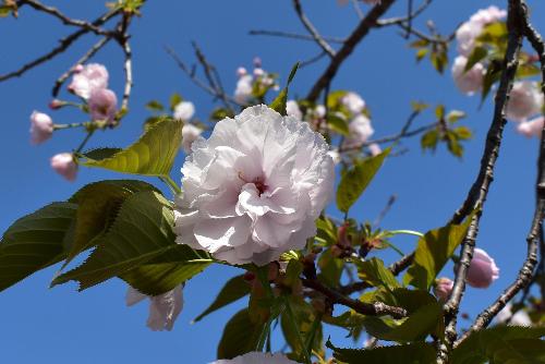 八重桜の写真01