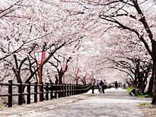 満開の桜が遊歩道をおおっていて木の下で桜を眺めている人達の写真