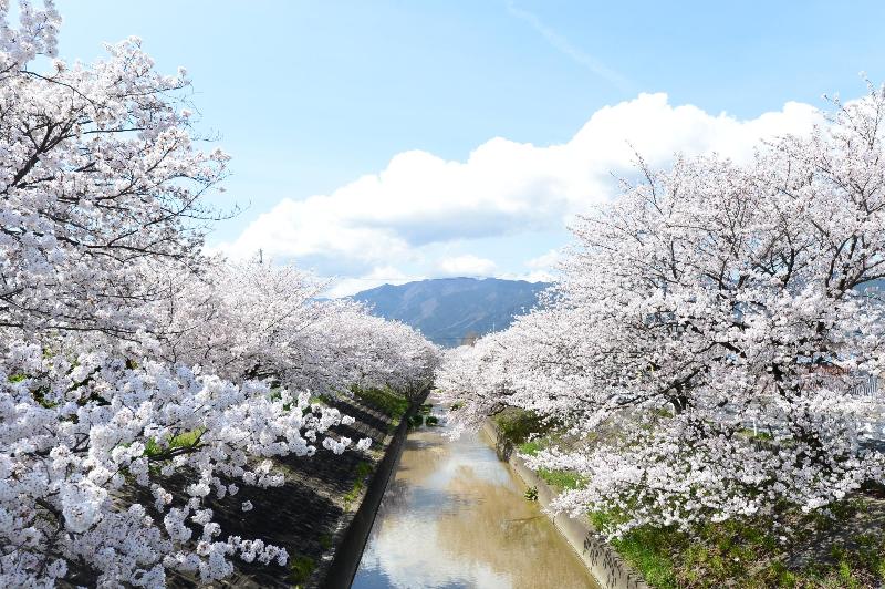 真ん中に川が流れており、川の両岸には桜が咲き誇っていて奥には雲がかった山が映っている写真