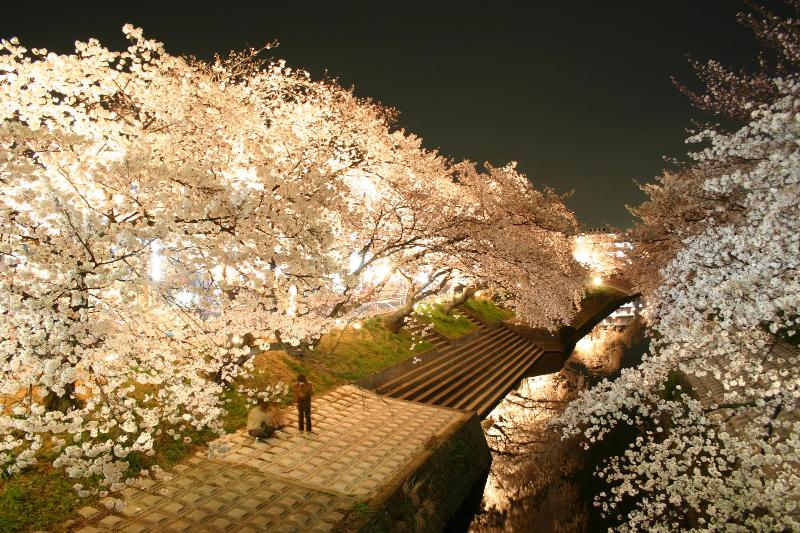川の両サイドに桜が咲いており、左側の桜が煌々とライトアップされ、比較的平らなコンクリートの土手で花見をしている人が映ってい夜桜の写真